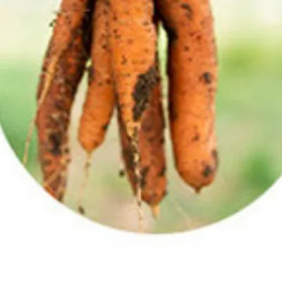 Carrot
