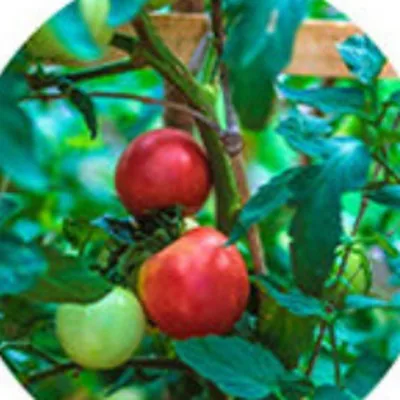 Cherry tomato