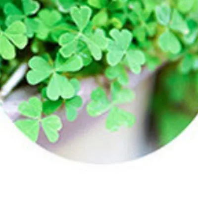 Clover