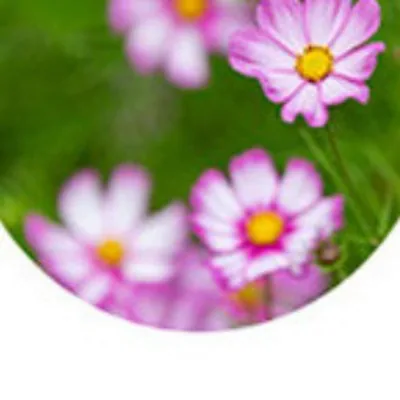 Cosmos