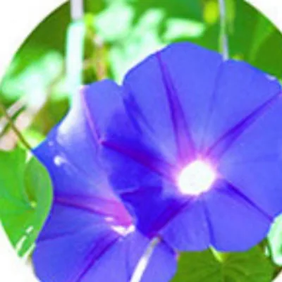 Morning glory